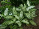 Aglaonema commutatum